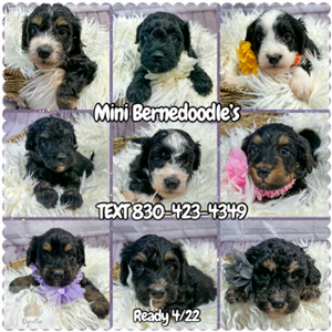 mini bernedoodles 