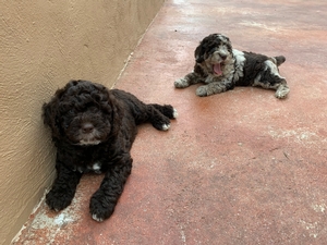 Australian Labradoodle Multigen 3-19 7