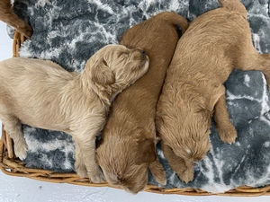 Australian Labradoodle Sandy Charlie 5