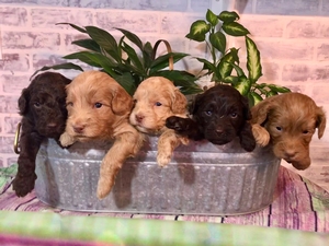 australian labradoodle puppies jewel and griffin 3