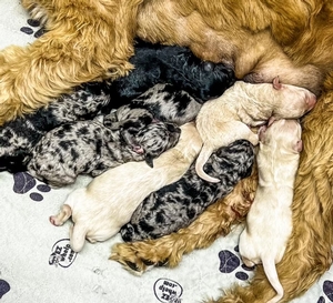 Ellie*Monty goldendoodle 1