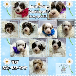 medium goldendoodles BC