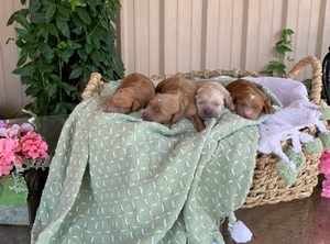 Australian Labradoodle Sandy Charlie 3