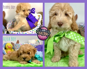 tiny goldendoodle puppies