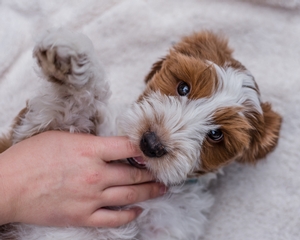 Mini Rusty Wrigley 4