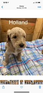 Australian Labradoodle Sandy Charlie 7