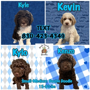 doubledoodle k 9