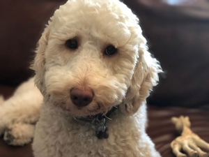 goldendoodle Nala and Albi 1