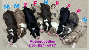 Aussie doodle puppies 1