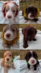 Melinda Breck mini Labradoodles 1