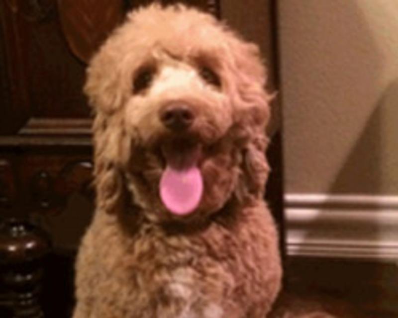 Labradoodle - Cooper