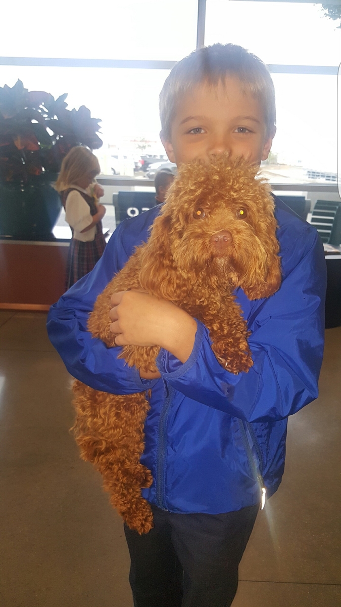 Poodle - Jazzy Boudreaux