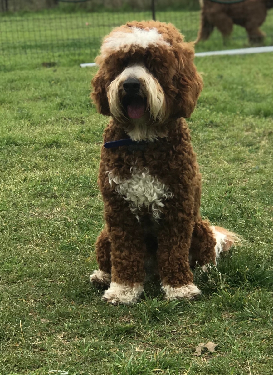 Cream Puff’s Jasper