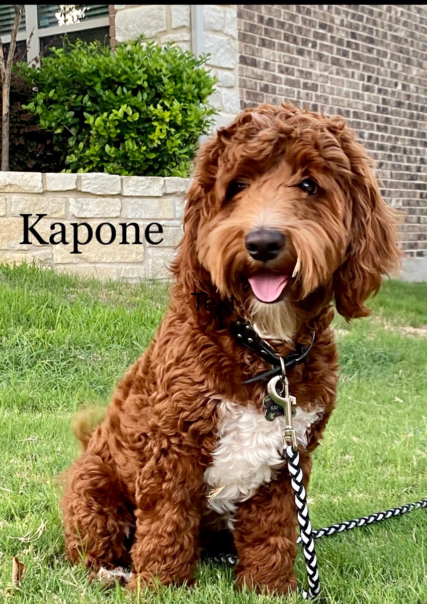 Southerndoodlin's Kapone