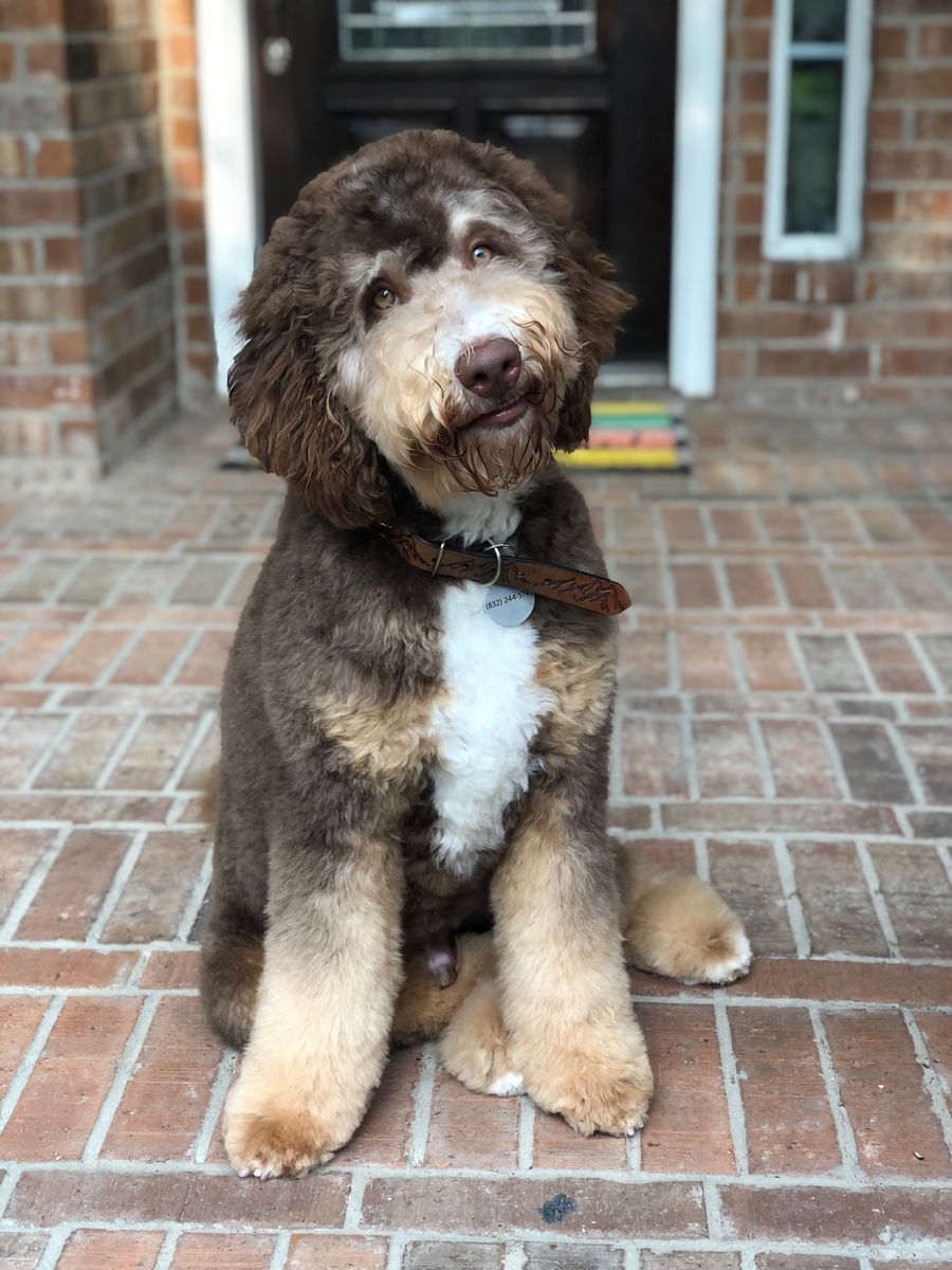 Koda