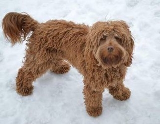 Labradoodle - Rebel