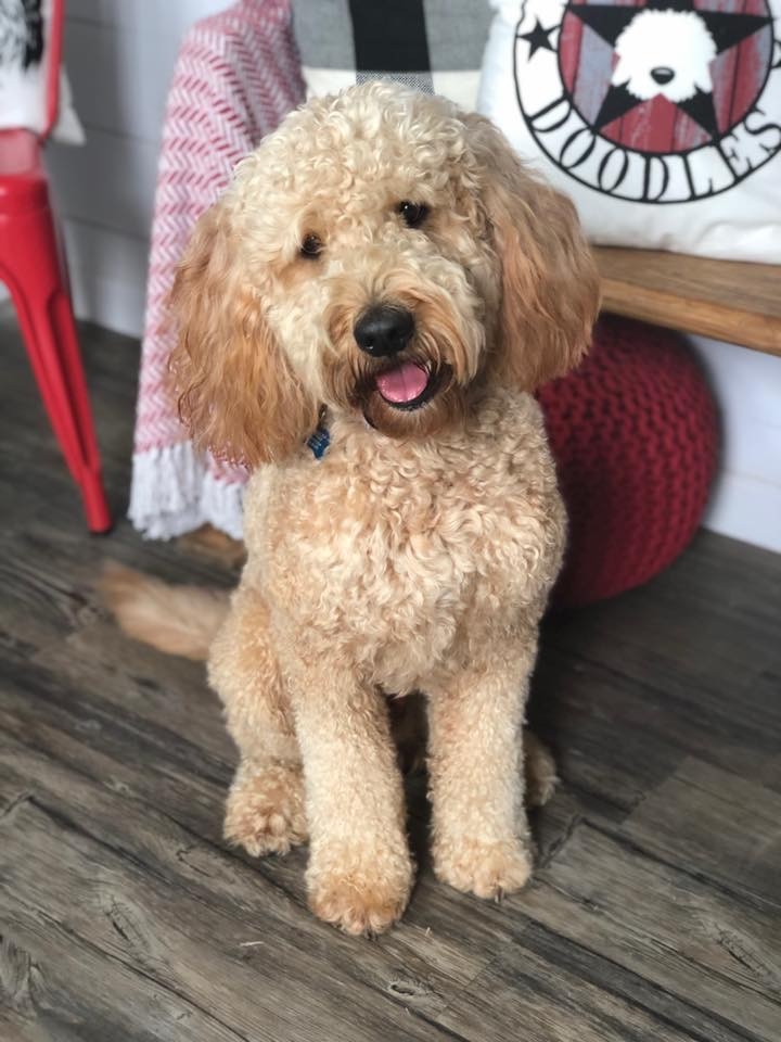 Southerndoodlin’s Tucker 