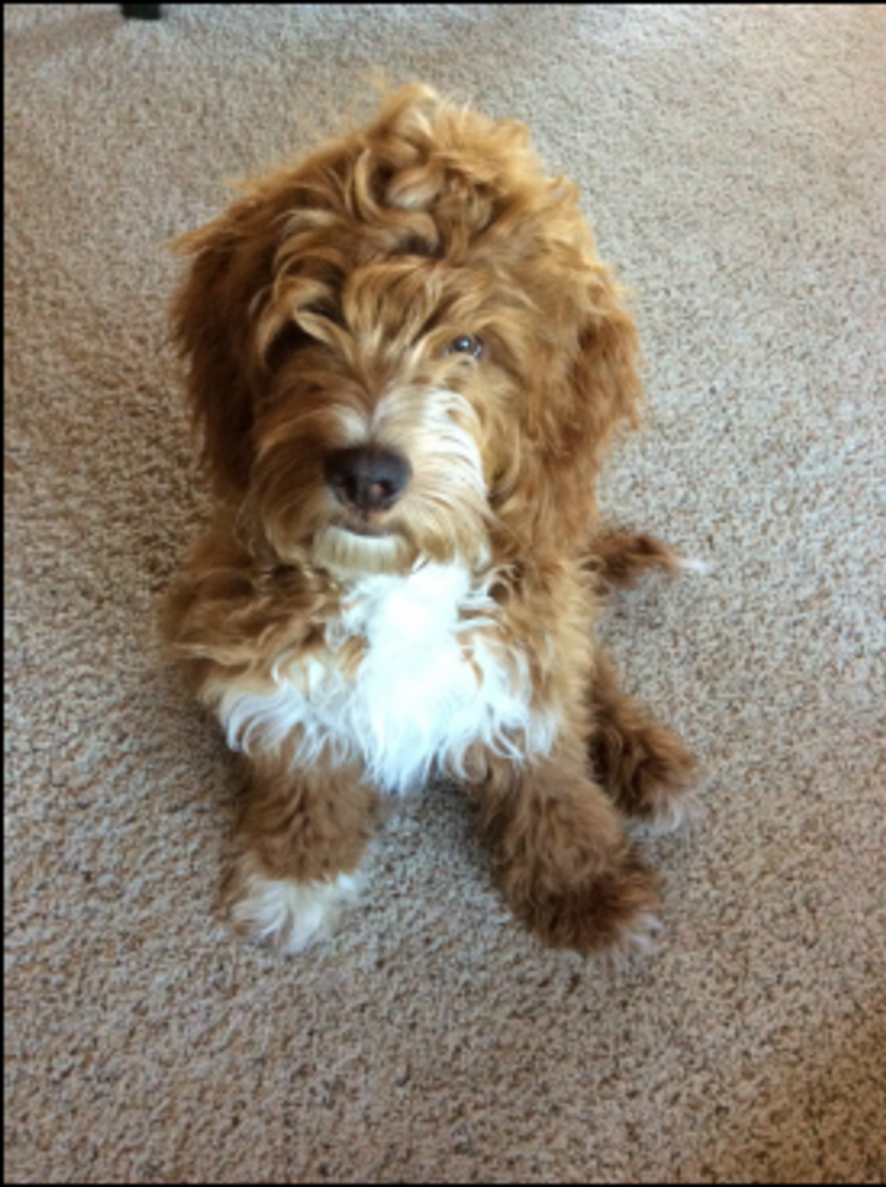 Australian Labradoodle - Bodi