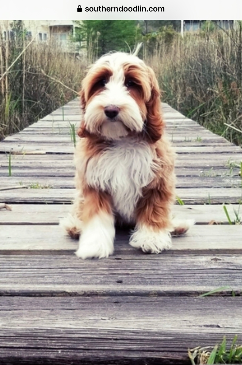 red tuxedo labradoodle