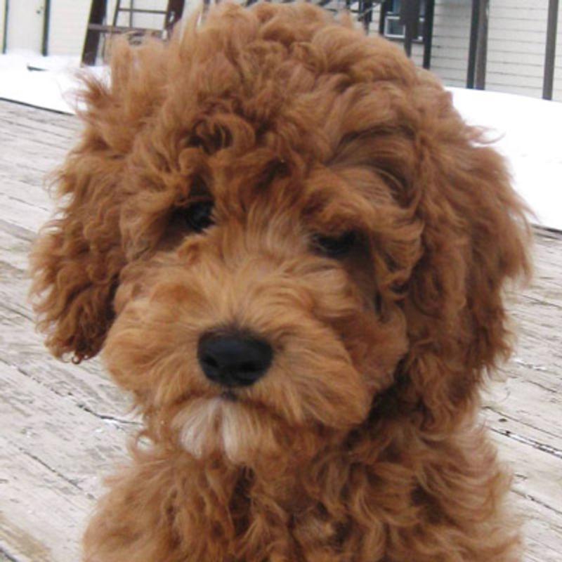 Australian Labradoodle - Sheldon