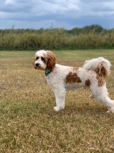 Fletcher mini Goldendoodle 2