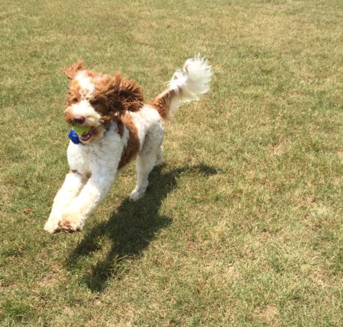 Australian Labradoodle - Charlie 5