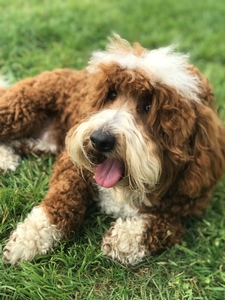 Cream Puff’s Jasper 4