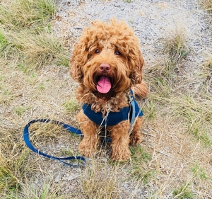 Australian Labradoodle - Oliver 3