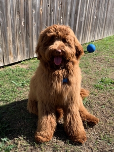 Southerndoodlins Brady 1