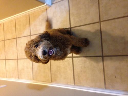 Australian Labradoodle - Duke 2