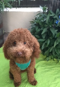 Australian Labradoodle - Bentley 1