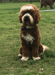 Cream Puff’s Jasper 5