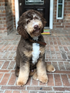 Koda 1