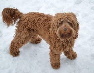 Labradoodle - Rebel 1