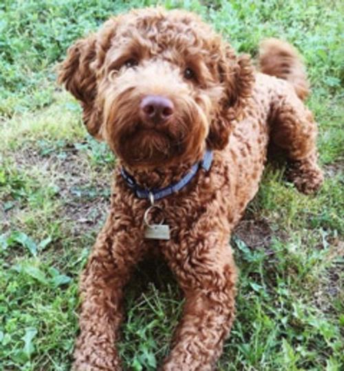 Australian Labradoodle - Oliver 1