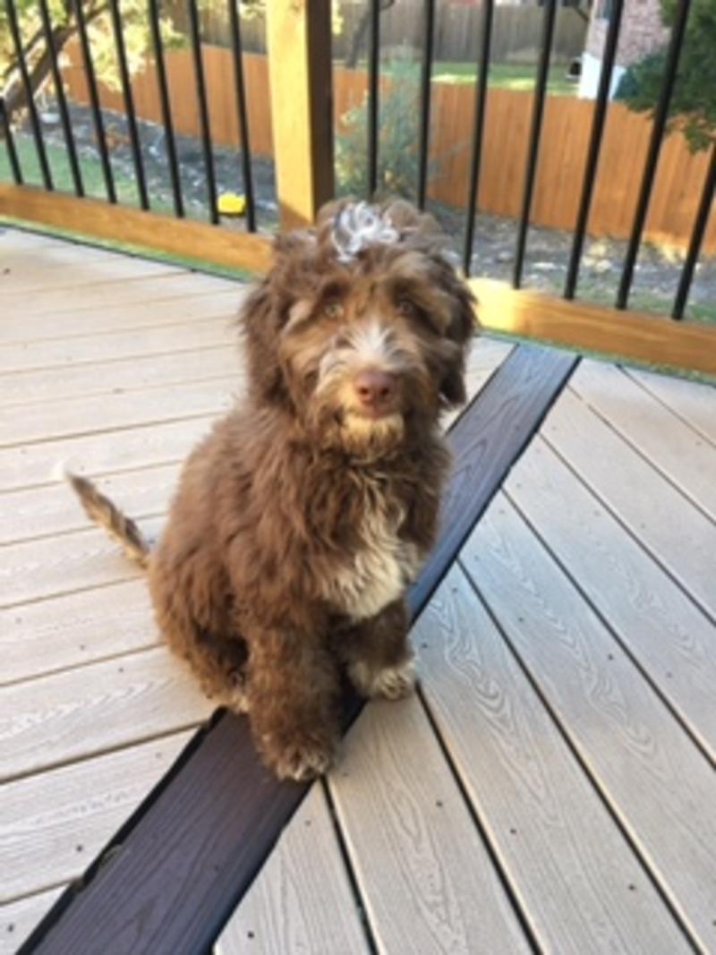 austin labradoodles Griffin