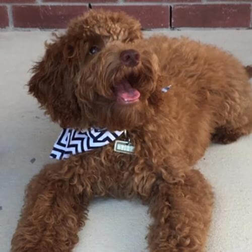 Australian Labradoodle - Oliver