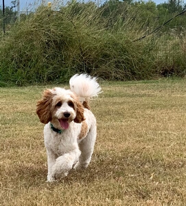 Fletcher mini Goldendoodle