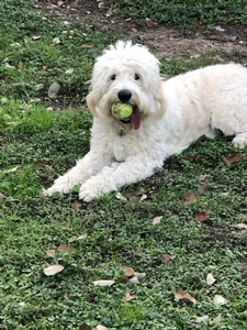 southerndoodlin Tiny