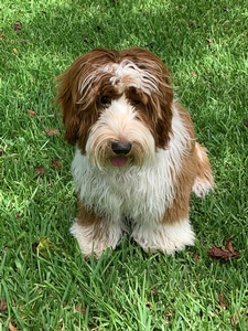 Southerndoodlin's Henry 