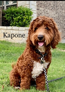 Southerndoodlin's Kapone