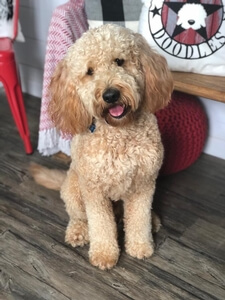 Southerndoodlin’s Tucker 