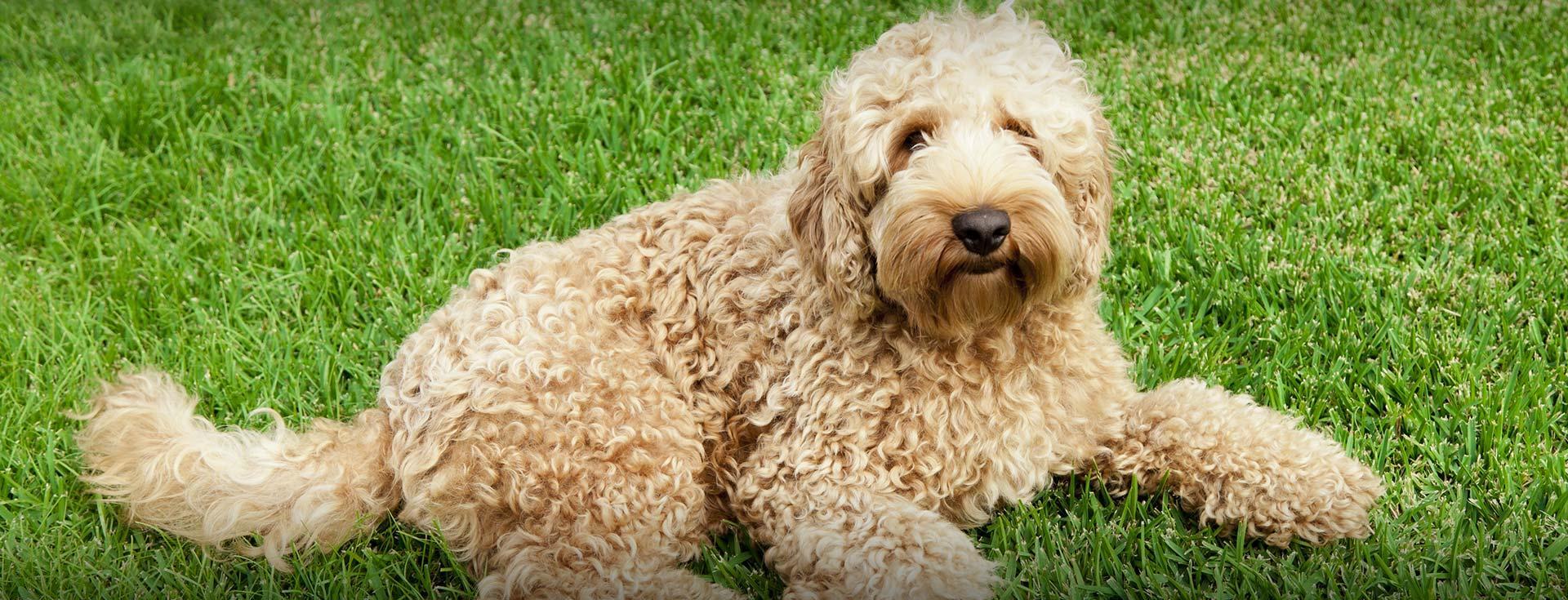 austin golden doodles