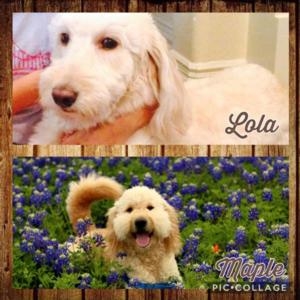 Goldendoodles for sale Texas