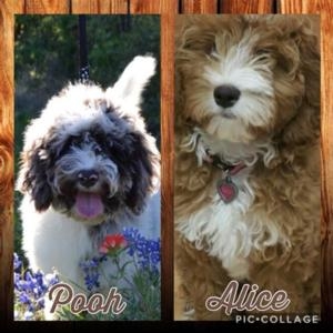 Australian & American Labradoodles