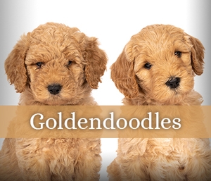 Goldendoodles