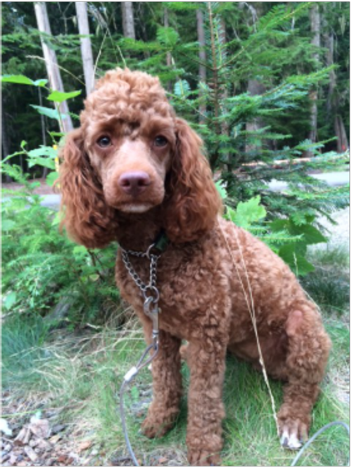 Maple  Certified Therapy dog