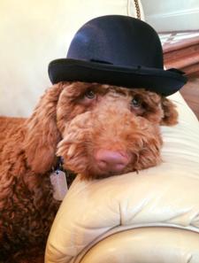 Angie Liollio - Therapy dog