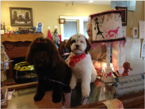 Pam Henry 2 southerndoodlin puppies