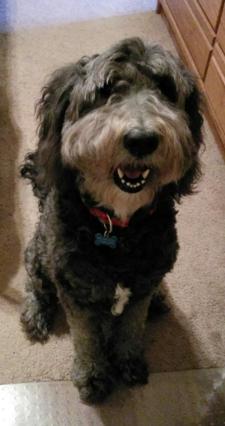 Vikki DeVoy - Therapy dog